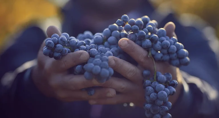 cabernet franc odroda