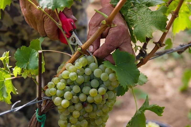 vinobranie, hrozno, zber