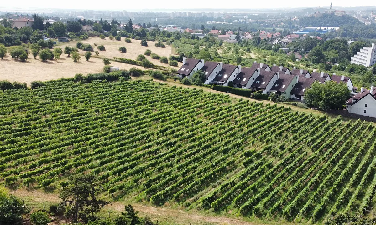 Vinohrad Zobor Šindolka