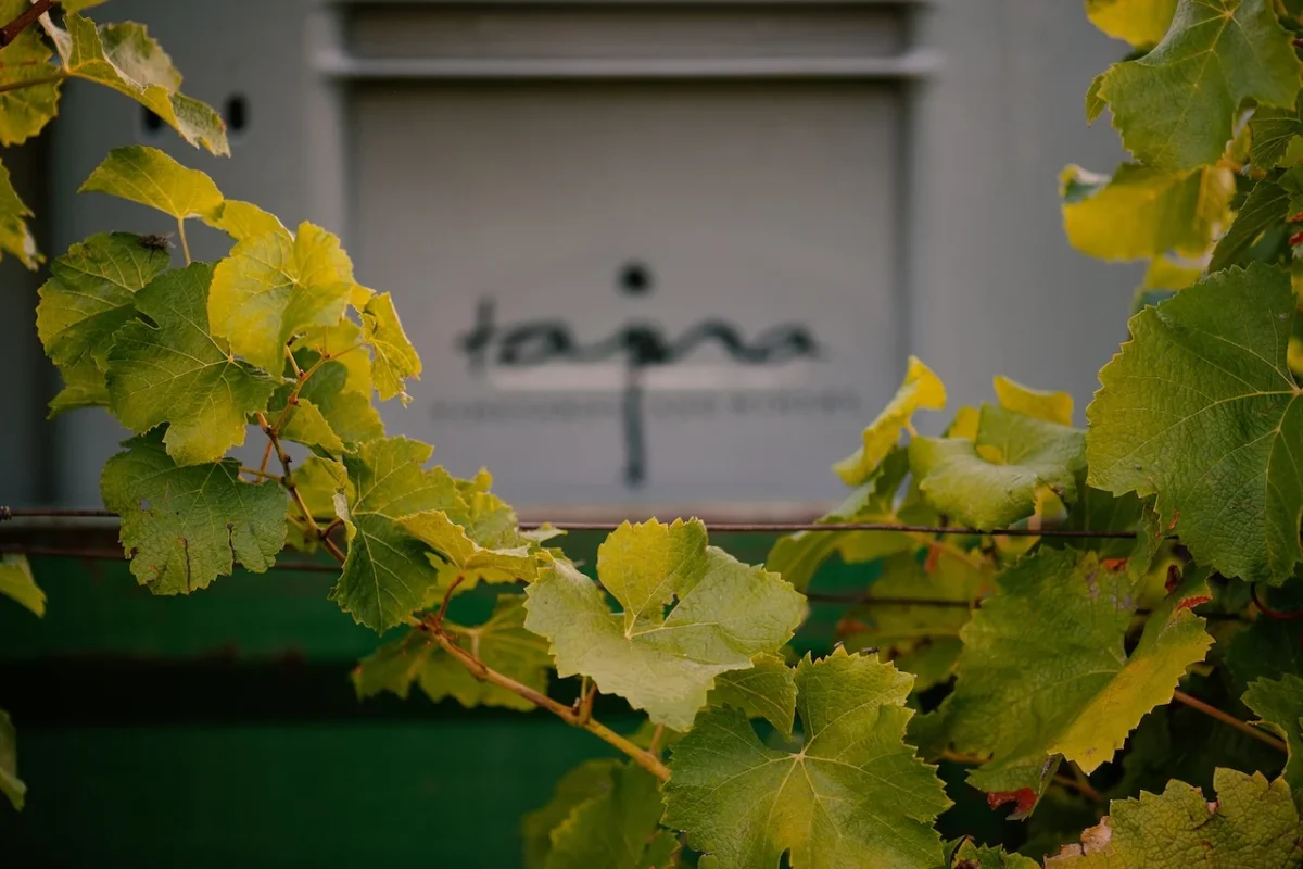 vinič_tajna_logo