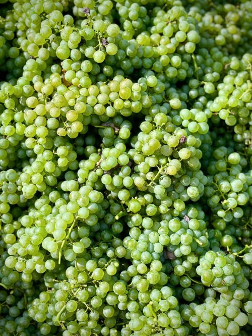 Vinárstvo TAJNA Vintage Report